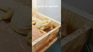 English or spanish englishorspanish [upl. by Idnic]