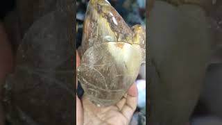 Golden Rutilated Quartz with Rabbit Hair Quartz Money Toad crystals gemstone shortvideo shorts [upl. by Heilner228]