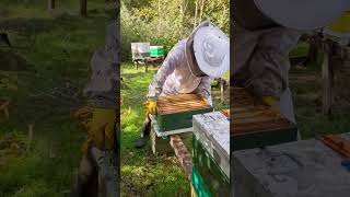 Under Supering a Bee Hive  Stewart Spinks From The Norfolk Honey Co [upl. by Cornela307]