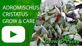 Adromischus cristatus  grow amp care Crinkle Leaf Plant [upl. by Yelsiap]