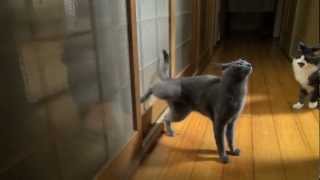 Frenzy knocking human NINJA cat is going to BREAK the door He knocks like pro [upl. by Ecille]