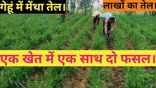 गेहूं मेंथा की खेती एक खेत में एक साथ दो फसल।menthagehukikheti yogeshvlogs [upl. by Lyrahc]