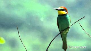 Abejarucos Merops apiaster BeeEater Bienenfresser [upl. by Rigby977]