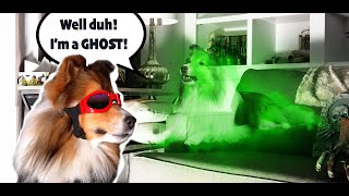 Halloween Ghost Hunters Nothing stops THESE pups 👻🐶🎃 e370 [upl. by Clellan130]