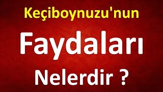 Keçiboynuzunun Faydaları Nelerdir [upl. by Lamprey]