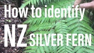 How to identify the NZ Silver Fern Cyathea dealbata Ponga [upl. by Kciredec]