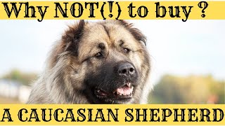 Why you SHOULD NOT  BUY a Caucasian Shepherd Dog  if You are a novice dog owner [upl. by Nava]