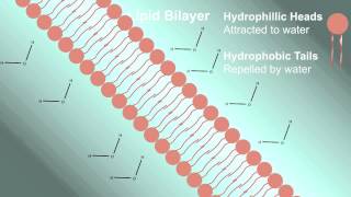 Cell Membrane Plasma Membrane [upl. by Emiline]