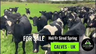 Holstein Friesian Sired Spring Calves Low Risk TB Area  UK [upl. by Aserret973]