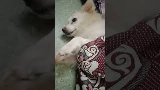 Thoonga kupta odane vanthu paduthupan 😍doglover tombruse [upl. by Nhoj123]