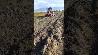 Payız sumu 2024 automobile agrar farming agrio nature agristar agry [upl. by Enelra]