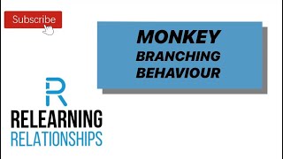 Monkey Branching Behaviour  Relearning Relationships [upl. by Basham]