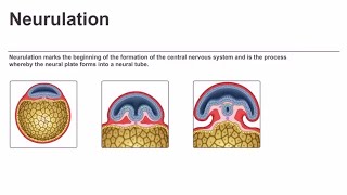 Neurulation [upl. by Donal]