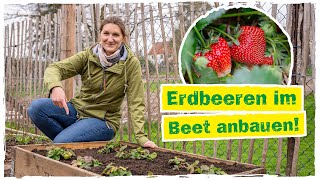 ERDBEEREN PFLANZEN So kannst du eigene leckere Erdbeeren pflücken 🍓 [upl. by Aikin]