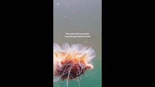 The Lion’s Mane Jellyfish One of the Longest Animals on Earth [upl. by Beutler]