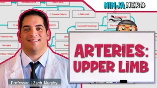 Circulatory System  Arteries of the Upper Limb  Flow Chart [upl. by Boykins960]