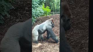 Silverback gorilla building up strength silverback [upl. by Paapanen]