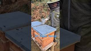 Feeding Bees getting them ready for Winter beekeeping honey beeslife shorts honey beehive [upl. by Sakul]