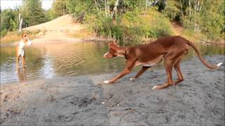 PODENCO IBICENCO  Ibizan hounds playing in the forest [upl. by Doro]