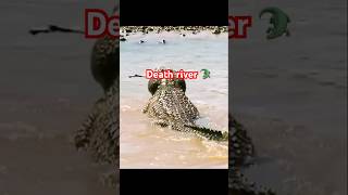 Gazelle crossing river full of croc 🐊 youtubeshorts shorts shortvideo trending [upl. by Nahtnahoj]