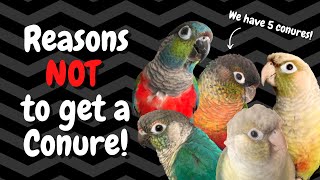 Conures as Pets 7 Reasons NOT to Get One  BirdNerdSophie [upl. by Aenea]