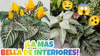 APHELANDRA O PLANTA ZEBRA Y SUS CUIDADOS 😍🥰§ LIZZ Y SU VIVERO [upl. by Couture259]