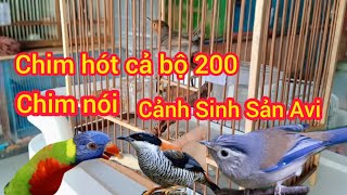 291024 Nay e về chim đa đa vẹt lory sun cockatiel chim thuộc giá mềm chim cảnh sinh sản avi [upl. by Lucila]