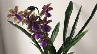 Orchid Zygopetalum Rhein Blue Angel in new Lechuza Orchidea pot self watering system [upl. by Agustin755]