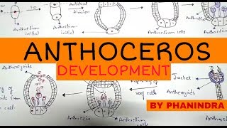 Anthoceros Development of Antheridium Archegonium Fertilisation Sporophyte [upl. by Caia64]