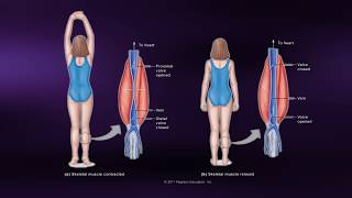 Causes of Muscle Soreness  Coursera Science of Exercise [upl. by Myrtia]