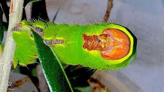 HUGE POLYPHEMUS MOTH CATERPILLARS FEEDING THE BEASTS [upl. by Aneeuqahs959]