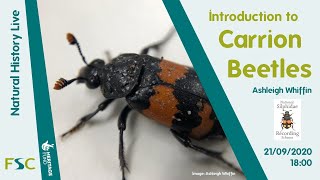 Introduction to Carrion Beetles [upl. by Niro]