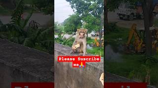 manike song Bandar wala video monkey bandar shorts [upl. by Hawthorn]