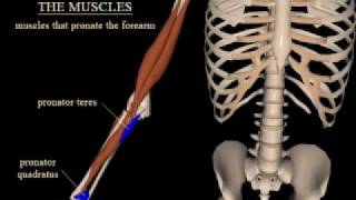 pronation and supination of the forearm [upl. by Rehtnug]