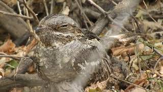 European Nightjar [upl. by Kirshbaum]