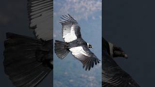 Meet Andean condor  Largest Flying Bird In The World shorts [upl. by Cahilly]