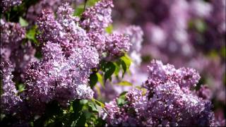 HD Lilacs at the Arnold Arboretum 2010 [upl. by Eremihc]