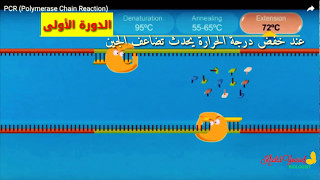 تفاعل البلمرة المتسلسل PCR [upl. by Nada]