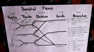 Brachial Plexus Easiest way to remember [upl. by Hoffarth]