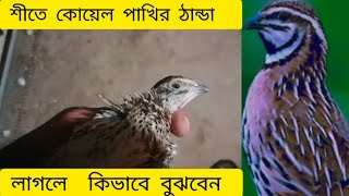 শীতে কোয়েল পাখি ঠান্ডা লাগলে কি করবেন  koel Pakhi farming  koyel Pakhi palon  quail bard farming [upl. by Pelaga]