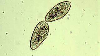 Paramecium  binary fission [upl. by Hannazus]