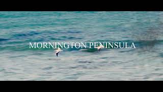 Mornington Peninsula Australia Cinematic Travel video [upl. by Welch271]