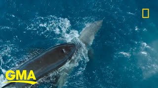 Orca takes down great white shark on camera [upl. by Atnas]