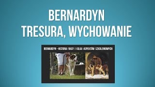 Bernardyn tresura  wychowanie szczeniaka i historia rasy  psy bernardyny [upl. by Iralav]