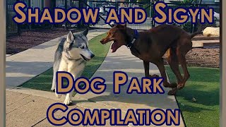 Dynamic Duo Shadow the Vizsla and Sigyn the Husky Unleashed at the Dog Park [upl. by Bumgardner]