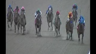 2014 Cigar Mile Handicap [upl. by Ylrebme965]