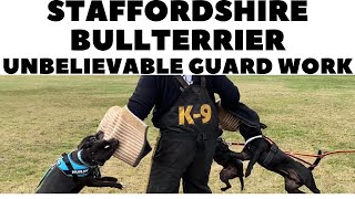 Staffordshire Bullterrier unbelievable guard work DogCastTV [upl. by Ateloiv]