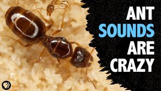 What Sound Does An Ant Make [upl. by Gernhard153]