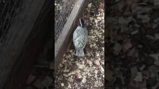 Snowflake Bobwhite Quail call [upl. by Min377]