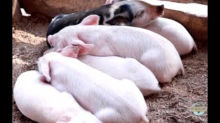 Our Growing Pig Farming Efforts in Uganda  Part 1 [upl. by Kreager139]